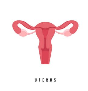 Utérus anatomie gynécologie ostéo la rochelle