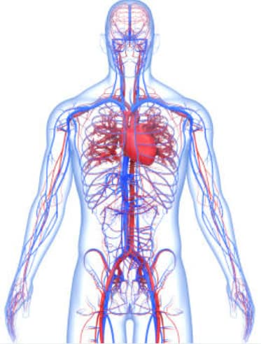 ostéopathie la rochelle vasculaire cardiaque cœur sang