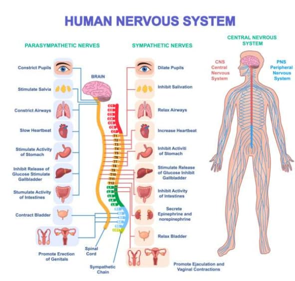 ostéopathie la rochelle SNV SNC système nerveux nerf